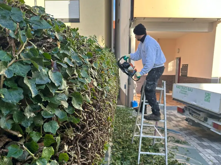 Mitarbeiter schneidet eine Efeuhecke an einer Hauswand
